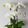 Glass Potted Phalaenopsis Orchid – 4 Stems